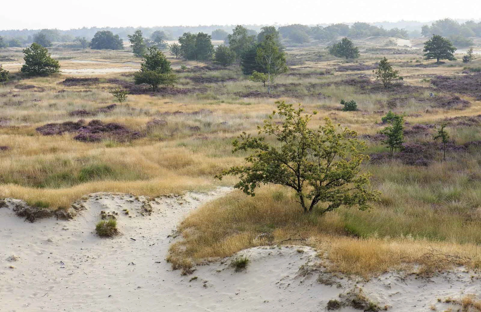 Uitkijkpunt loonse en drunense duinen